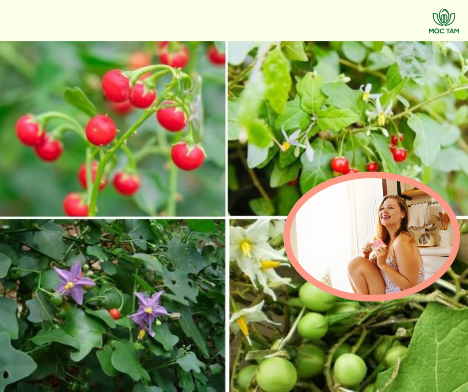 Trà Gai Leo: Thần Dược Thiên Nhiên Cho Giấc Ngủ Ngon Và Sức Khỏe Tổng Thể