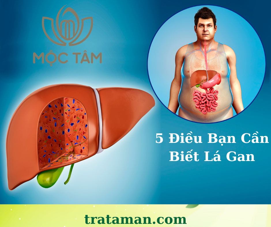 5 Điều Bạn Cần Biết Về Lá Gan Và Vai Trò Quan Trọng Trong Cơ Thể 
