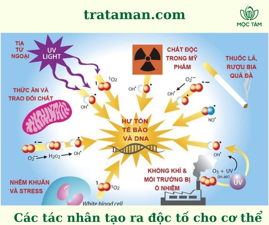 Các nguồn gây độc tố trong cơ thể