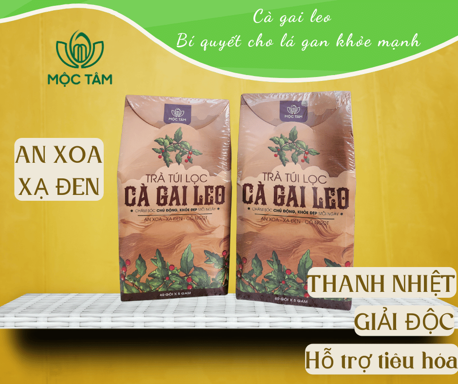 Uống trà Cà gai leo có tốt không
