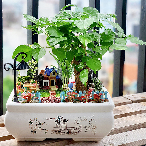Những chậu cây tiểu cảnh làm quà tặng tình yêu