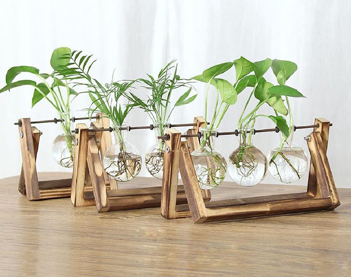 Quà tặng sinh nhật ý nghĩa là những chậu cây thủy sinh xinh xắn